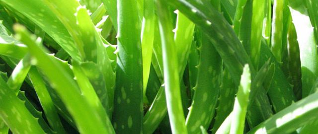Aloe Vera Supplements