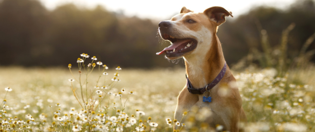 How the diet of dogs has changed