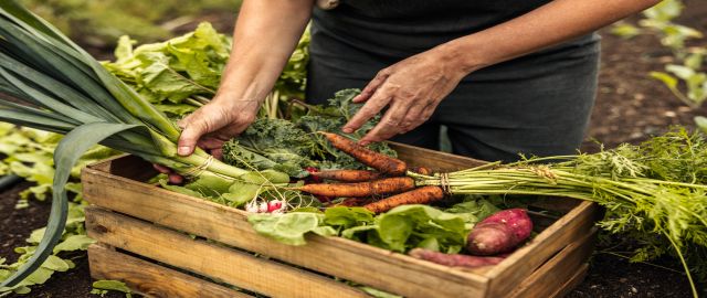 Unrecognisable female vegetable farmer arranging freshly picked vegetables into a wooden veg box whilst knelt on the soil.