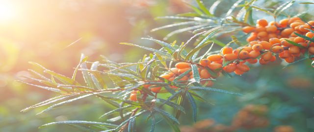 sea buckthorn