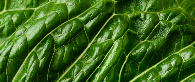 Close up macro shot of a of green lettuce leaf. Eating a nutrient-rich, anti-inflammatory diet rich in an abundnace of fruits and vegetables is essential for optimal methylation.