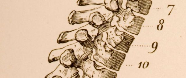 Bone Health Nutrients