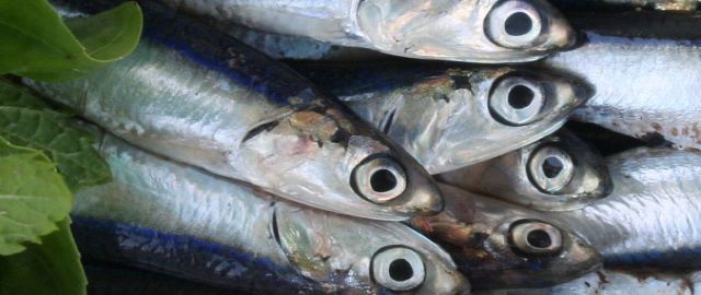 Research from the USA linking Omega-3 and prostate cancer