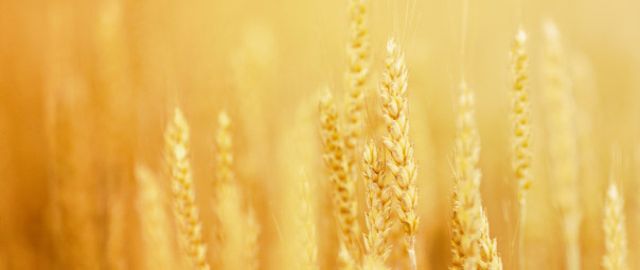 Coeliac Disease – ‘The Most Under-Diagnosed Disorder In The World