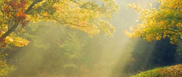 vitamin-d-sunshine-vitamin