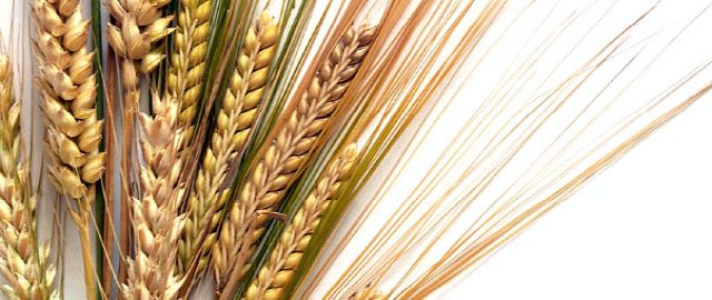 whole grains & pulses