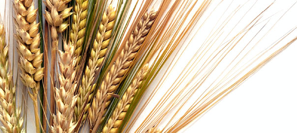whole grains & pulses