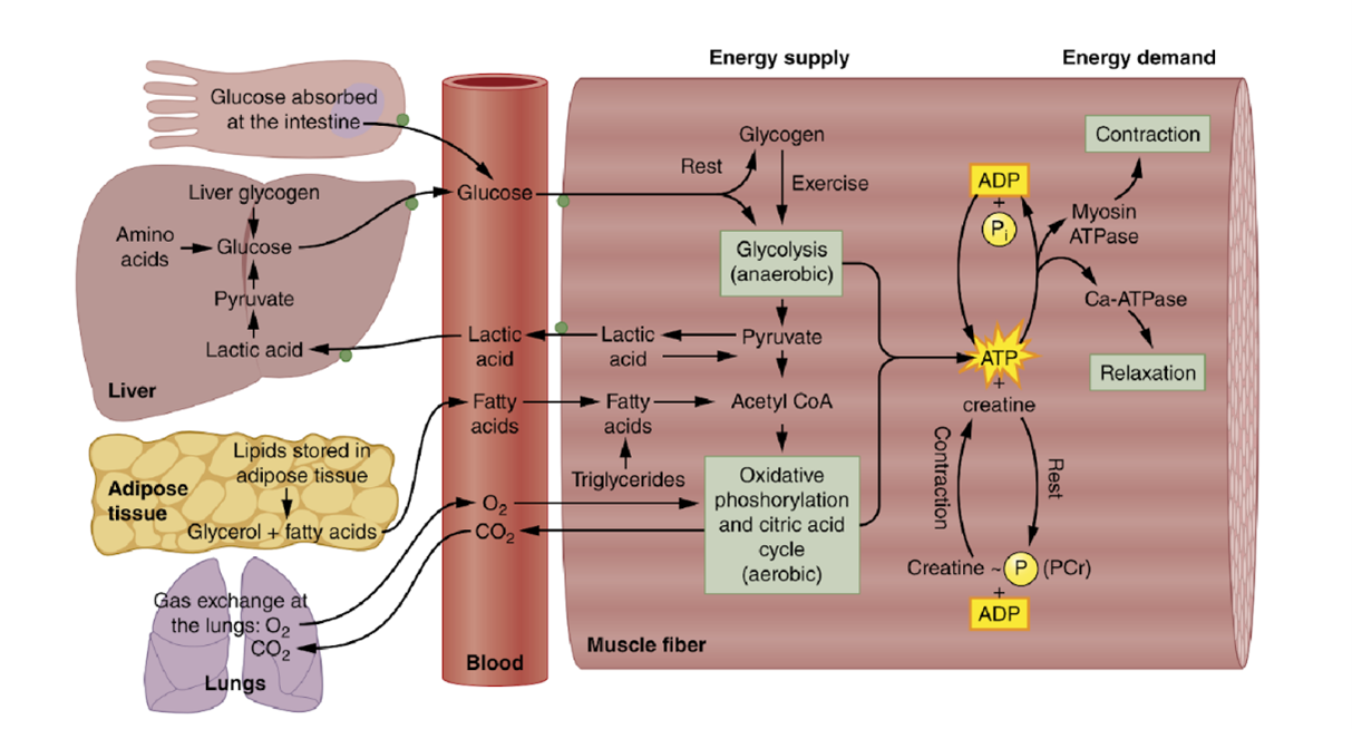 Diagram showing the Krebs cycle
