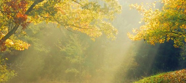vitamin-d-sunshine-vitamin