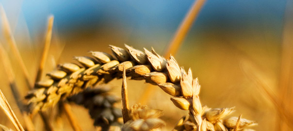Why Gluten isn't good for you