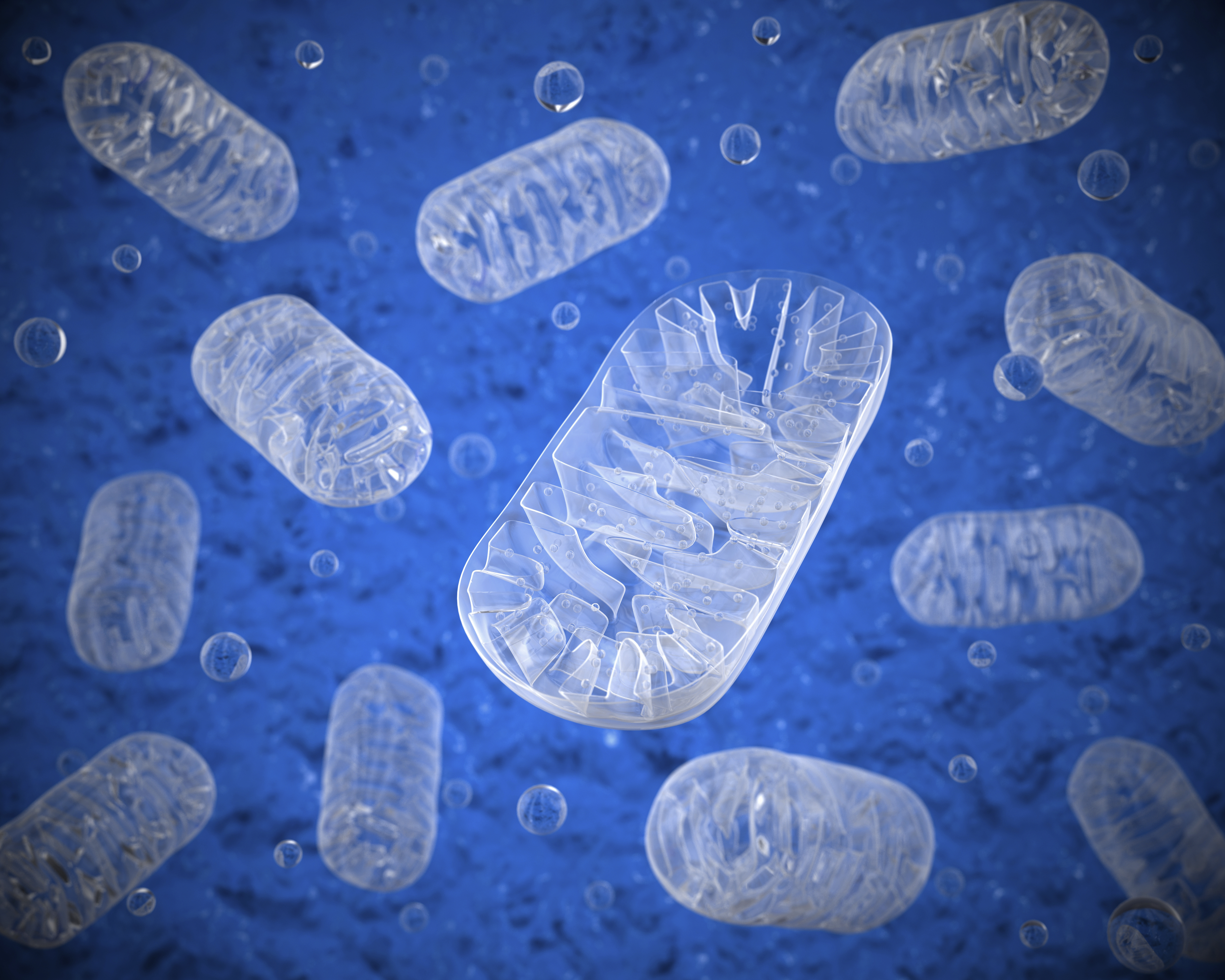 Mitochondrial function and male fertility