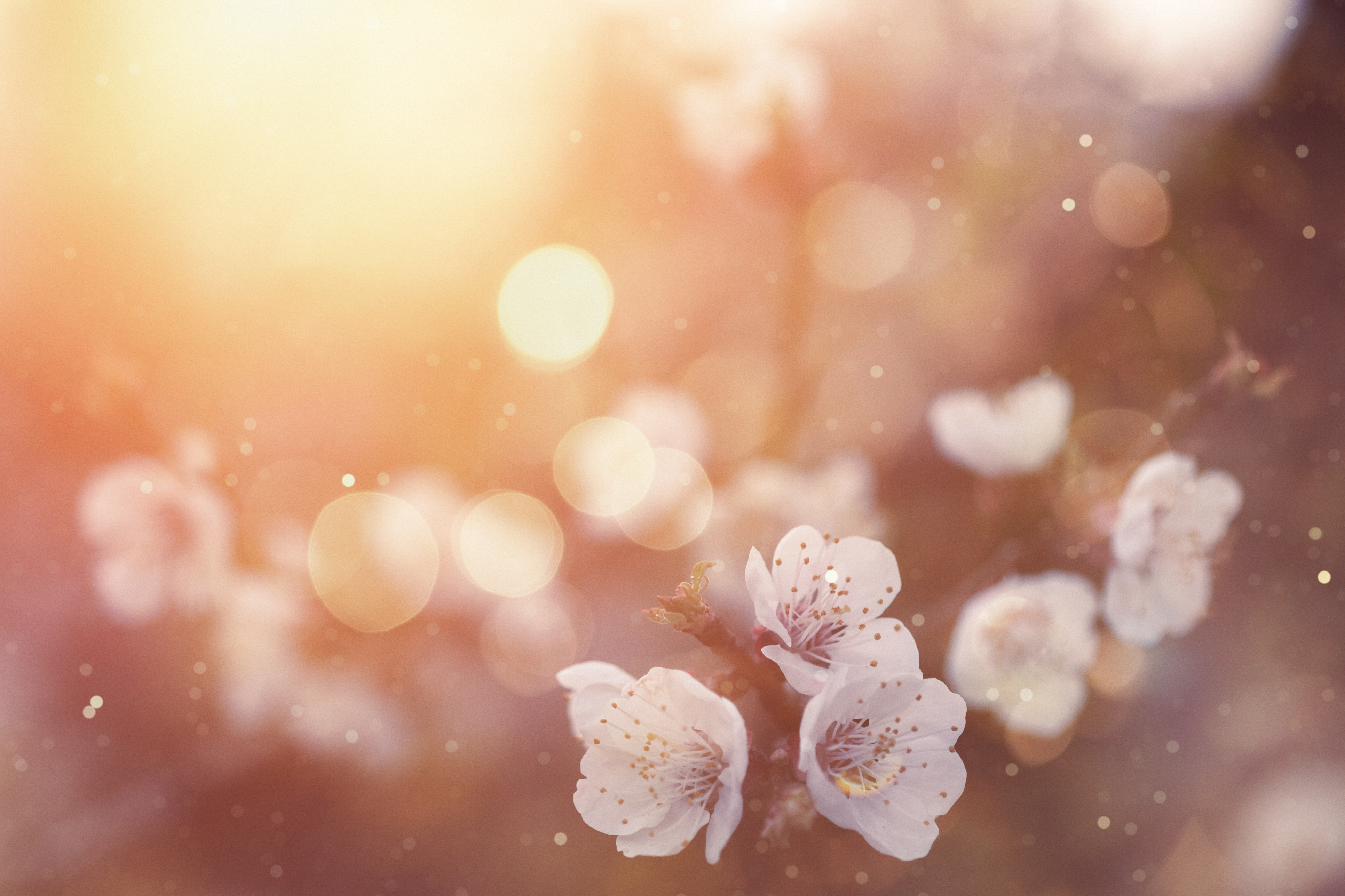 Hay Fever - the link with stress, sleep & nutrient deficiencies