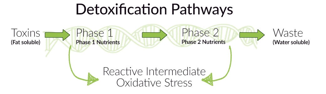 nutritional gemonics