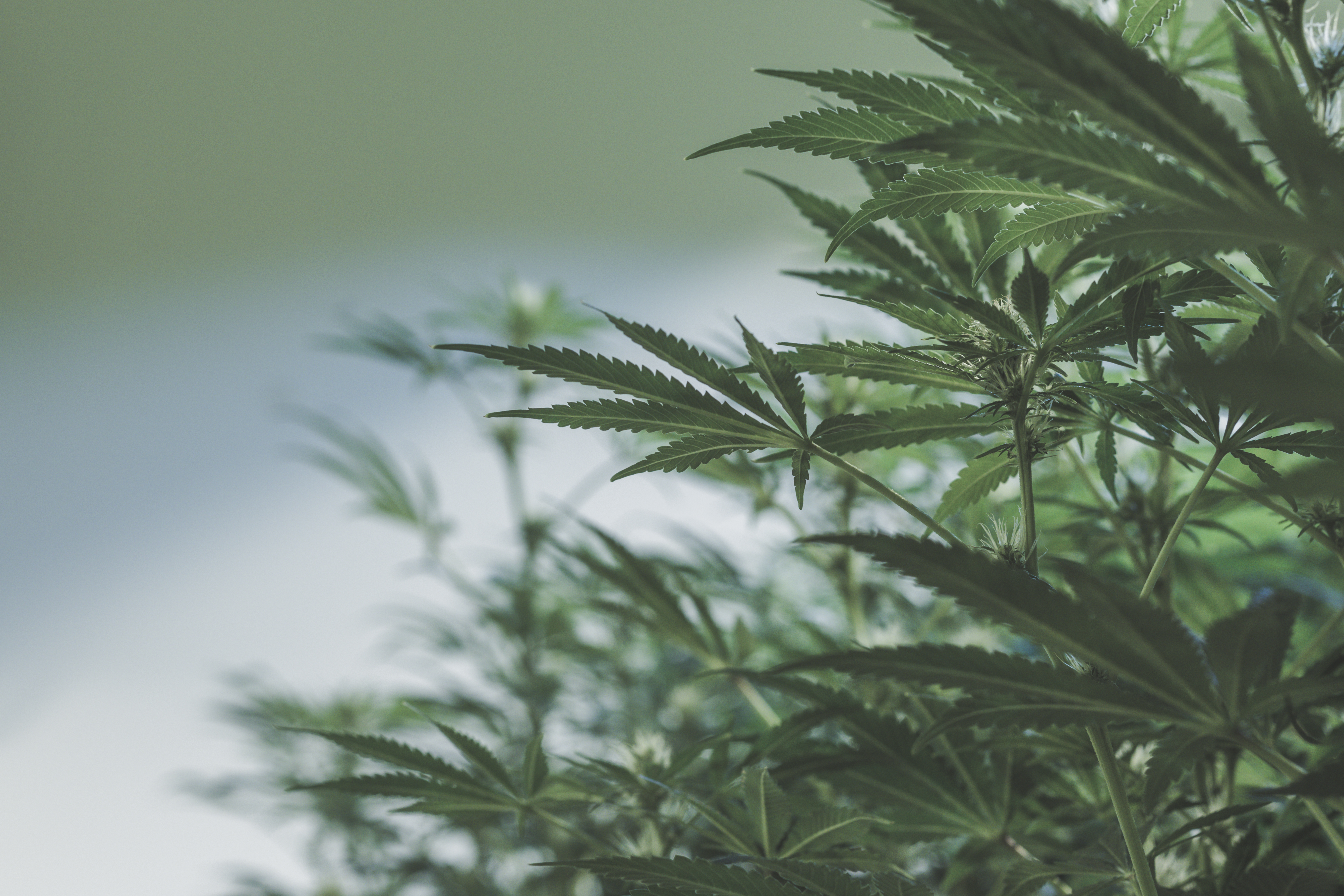CBD