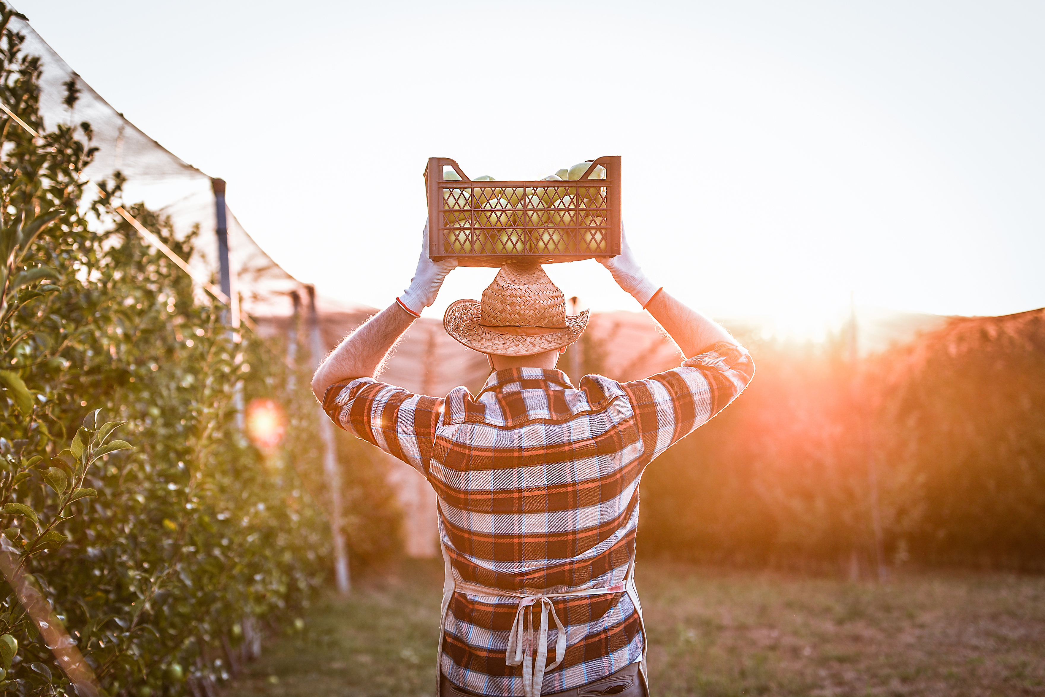 Nutrient content: Young male farmer walking in apple orchard carrying crate of apples over his head