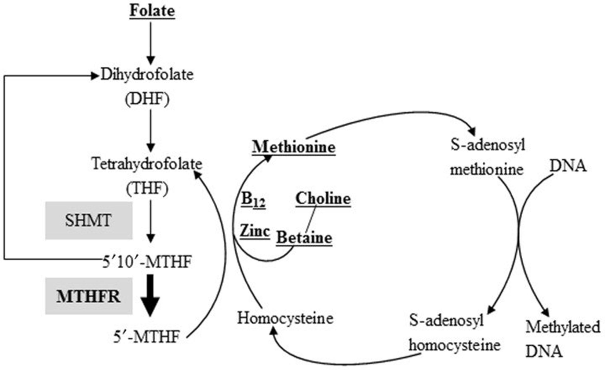 Epinutrients folate diagram