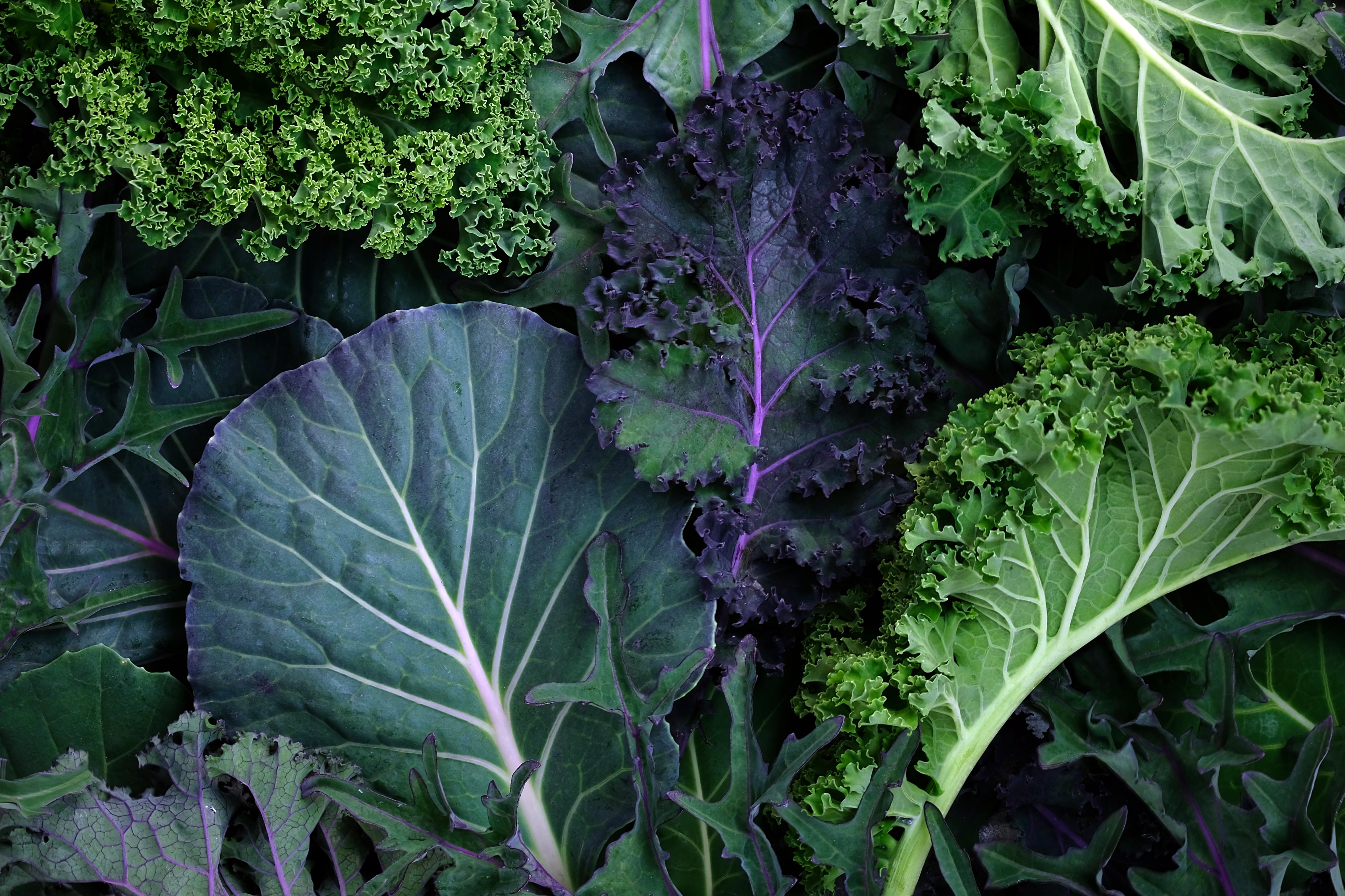 Leaves of different types of kale cabbage top view background. Beautiful bright natural background. Leaves of different sizes and colors close-up. The blg poses the question, "is eating organic food better for your gut health?"